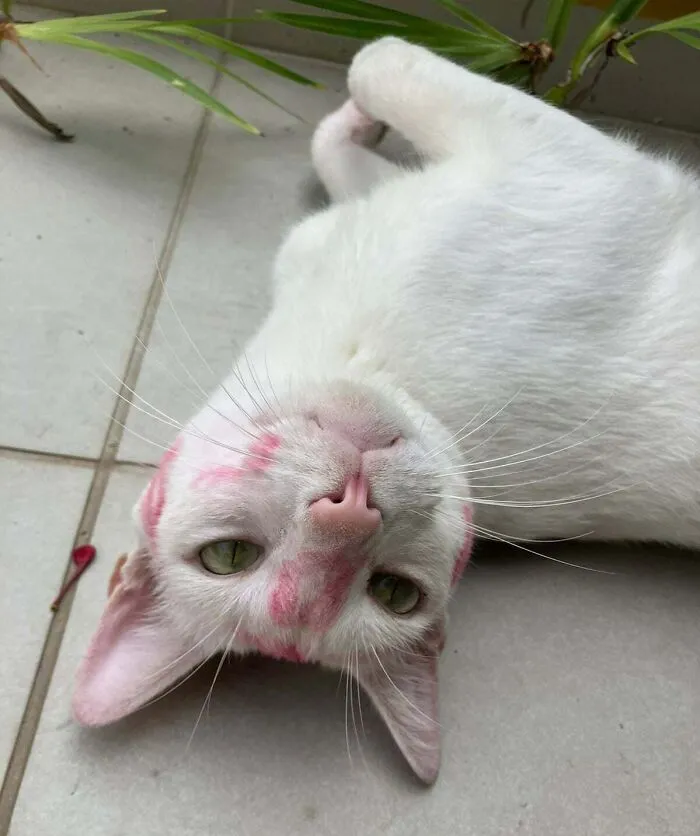 Mi gato apareció así. Al parecer, tenemos una fan de los gatos en nuestro barrio 
