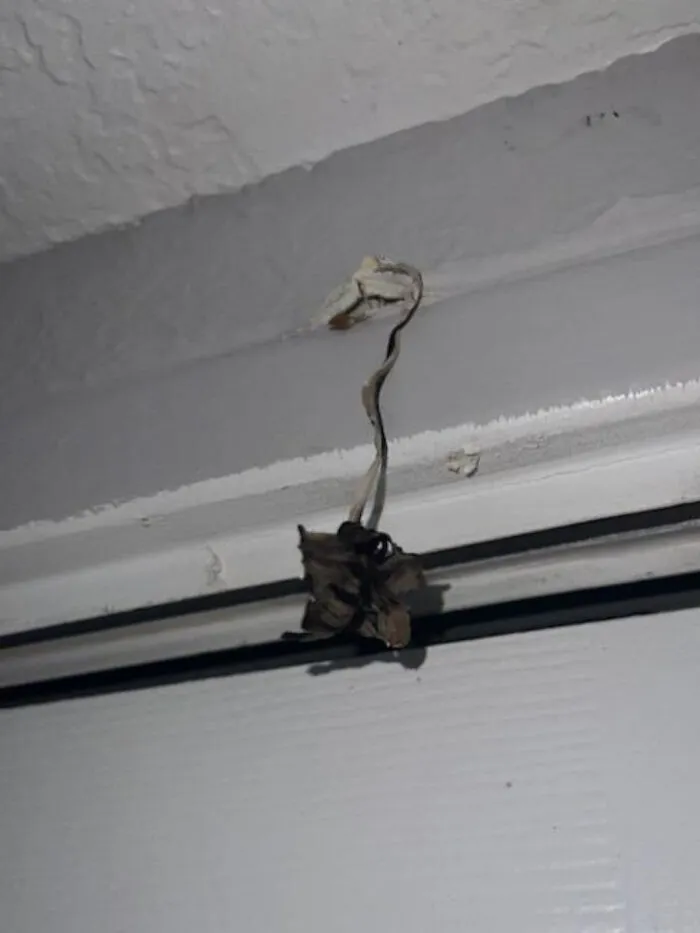 Este hongo que apareció a través de la pared la misma noche que me puse a jugar The Last of Us