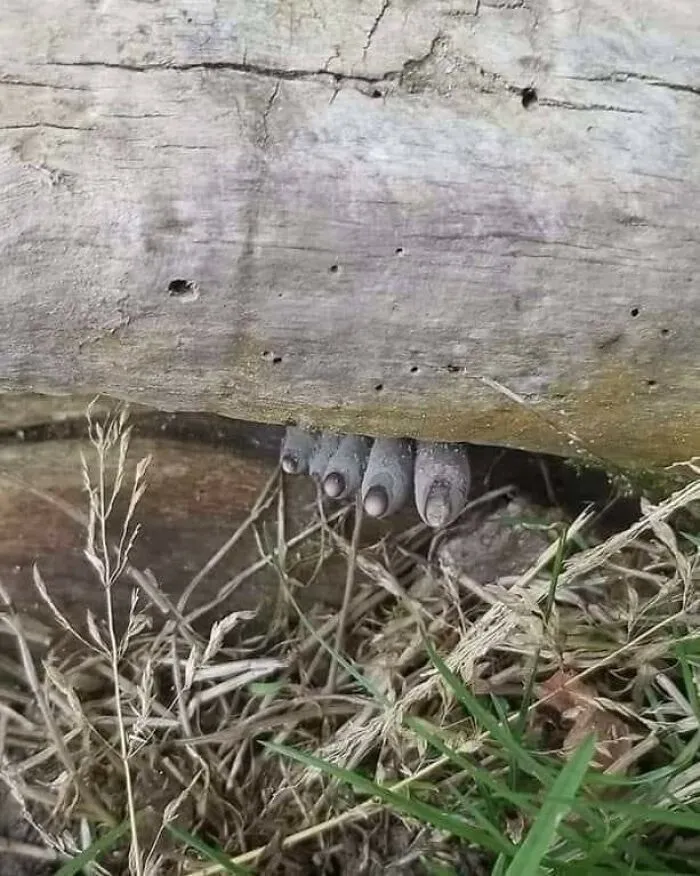 Xylaria Polymorpha, Commonly Known As Dead Man's Fingers, Is A Saprobic Fungus Growing From The Bases Of Rotting Tree Stumps And Decaying Wood. It Has Elongated Upright Stromata Poking Up Through The Ground, Much Like Fingers