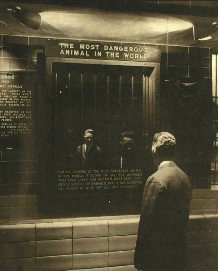 1963 Bronx Zoo, NYC “The Most Dangerous Animal In The World”