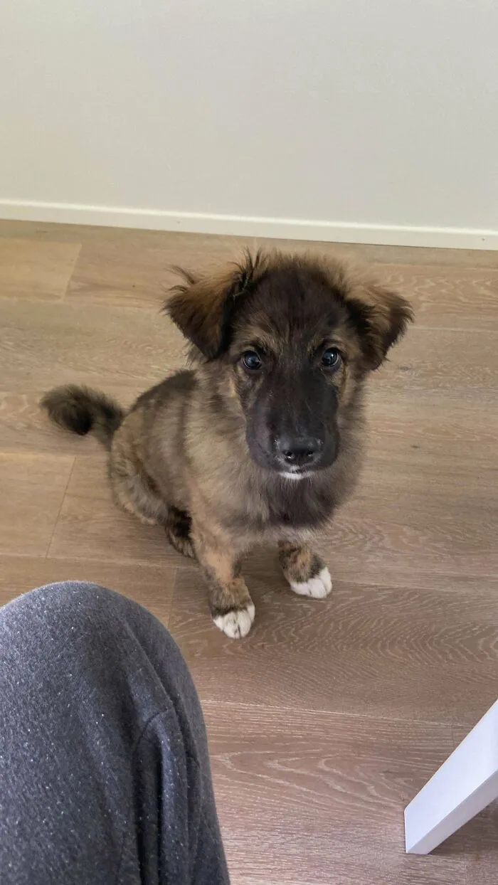 Adopted The Little Boi 2 Weeks Ago