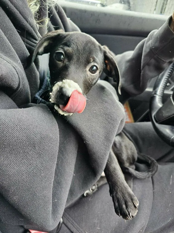 Guess My New Puppy’s Breed!