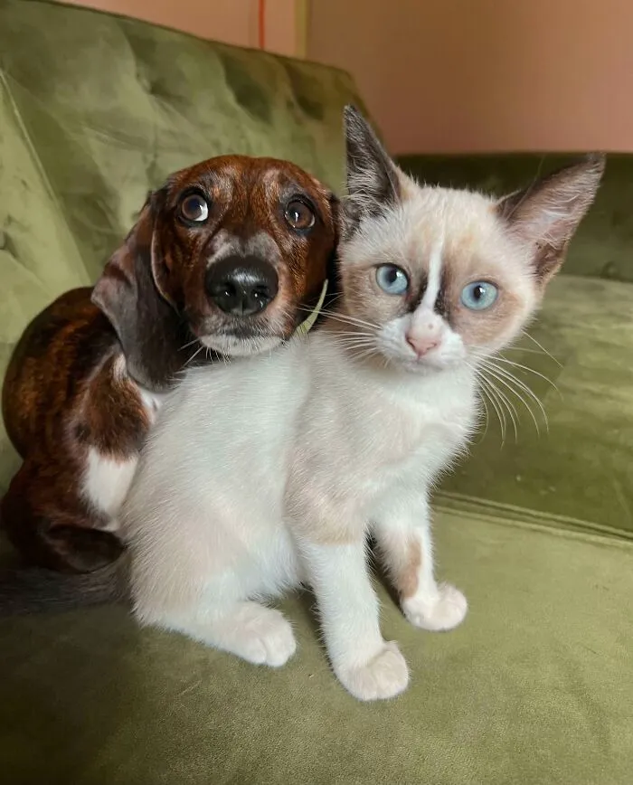 He’s Never Been Around Cats Before So I Was Nervous Taking In A New Kitten… But They Quickly Became Best Friends 💕