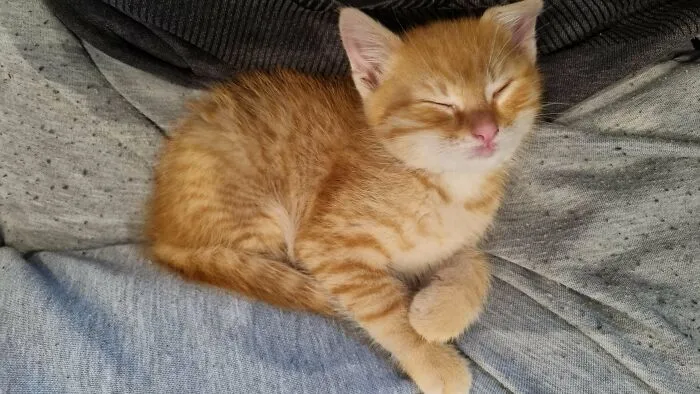 I Adopted A Cat Today!