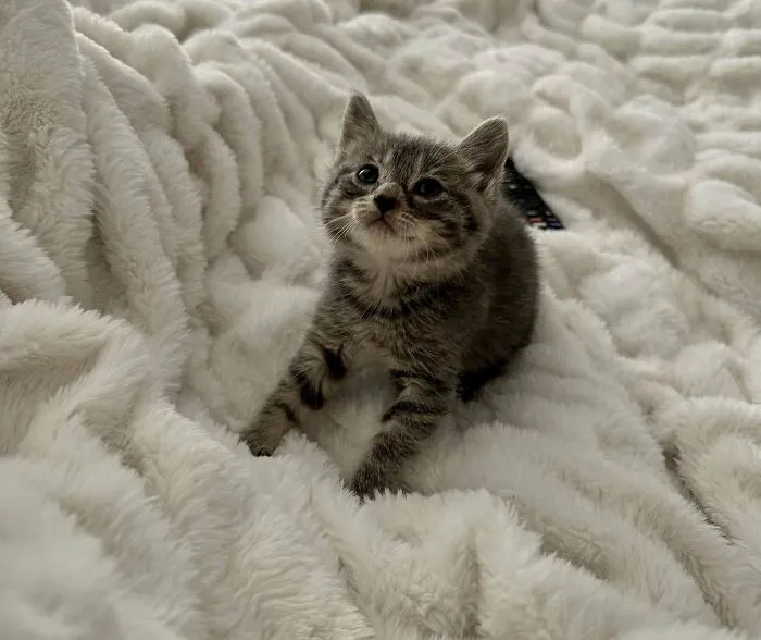 Meet Nugget!