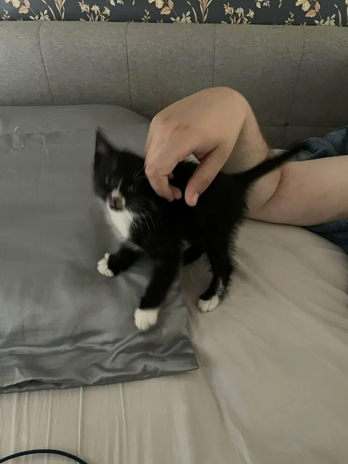 Here Is Pickles. The Newest Criminal In Our Gang