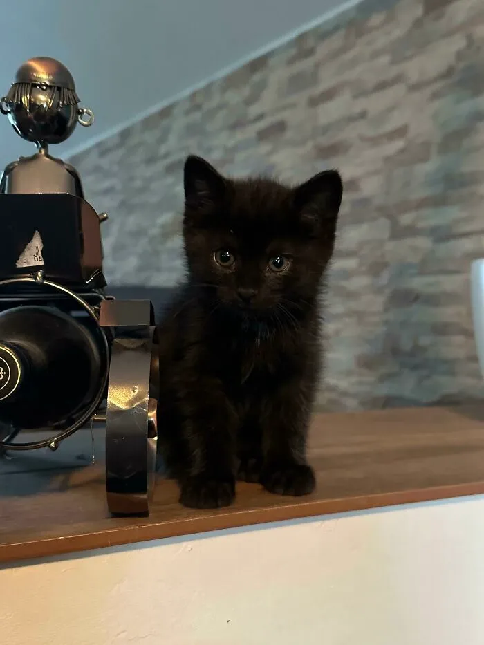 Our Newest Family Member, Nero