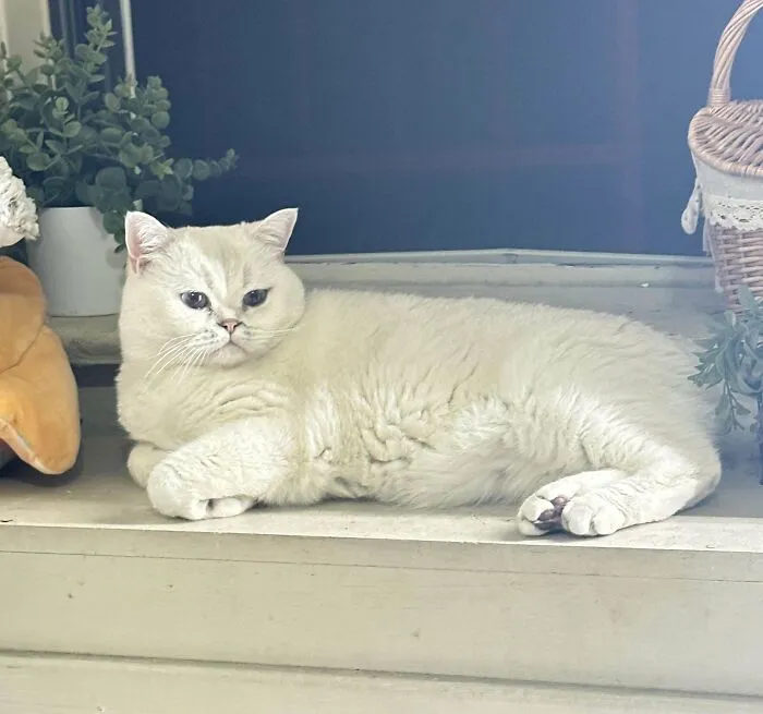 Just Adopted This Cutie! Renamed Him Bear Because That’s Exactly What He Looks Like. He Is So So Sweet And So Friendly