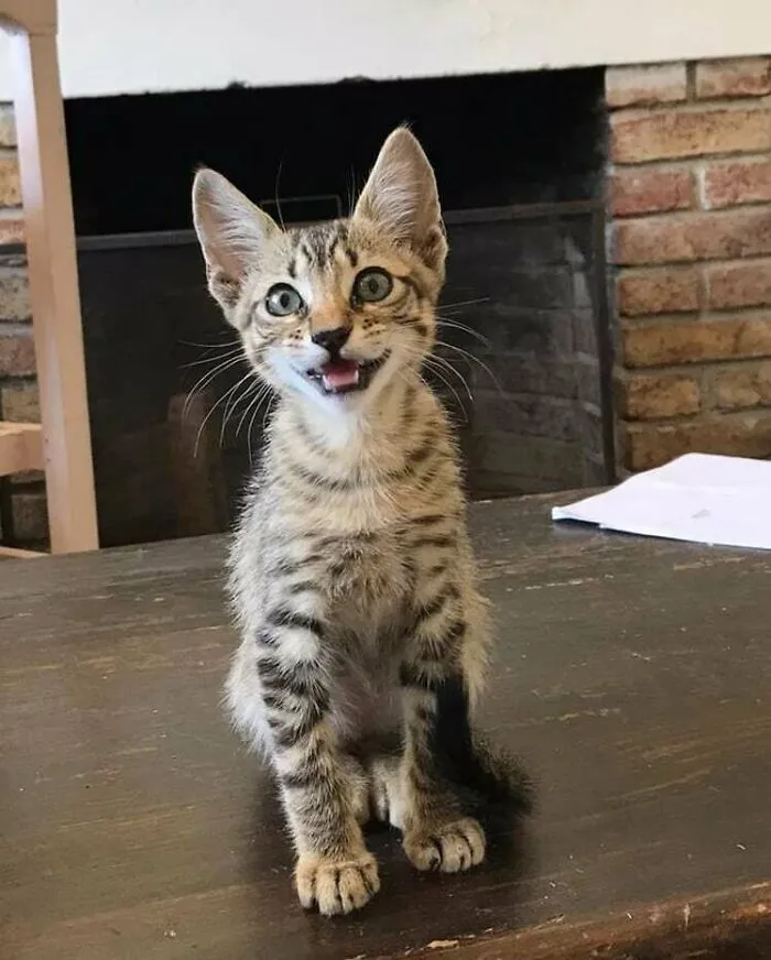 My Roomate Adopted This Baby! She's Been Hospitalized But Survived And Now Happy With Us ❤️ We Are Thinking Naming Her Ursula, Another Ideas?