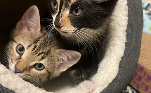 50 Wholesome Pics Of Adopted Pets That Show What Joy Giving Them A Second Chance Brings To Everybody (June Edition)