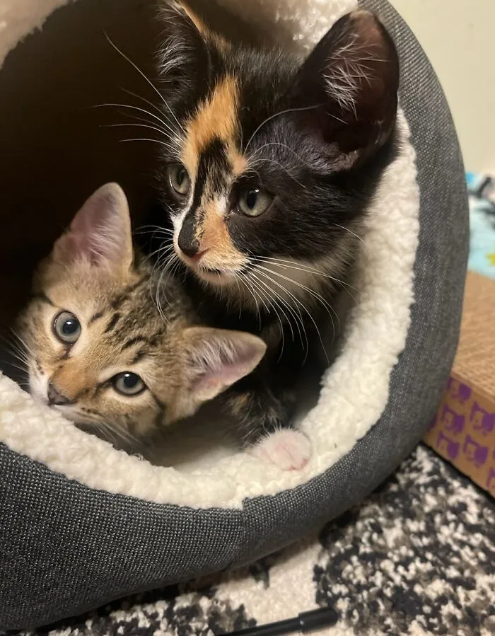 Meet Our Newest Babies, Mia And Lilly!