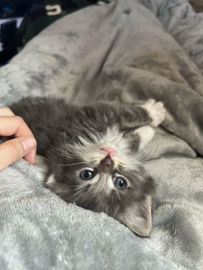 Meet Winston ❤️