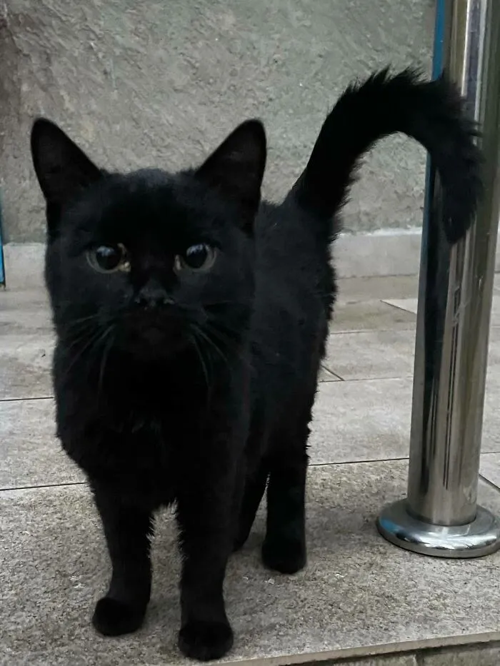 She Came Up To Me And Just Started Meowing For Me To Pay Attention To Her, I Liked Her So Much That I Took Her Home, Now I Think How To Call This Beauty With Beautiful Graces!