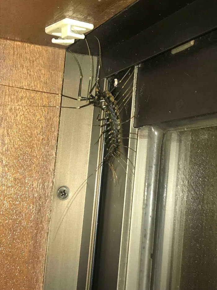 Found This In My Apartment While Living In Japan. They Are Fast!