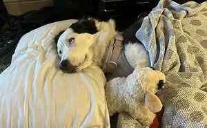 50 Wholesome Pics Of Adopted Pets That Show What Joy Giving Them A Second Chance Brings To Everybody (June Edition)