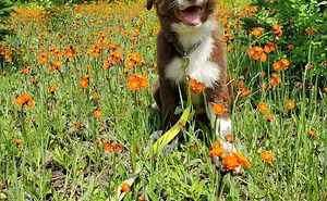 50 Wholesome Pics Of Adopted Pets That Show What Joy Giving Them A Second Chance Brings To Everybody (June Edition)