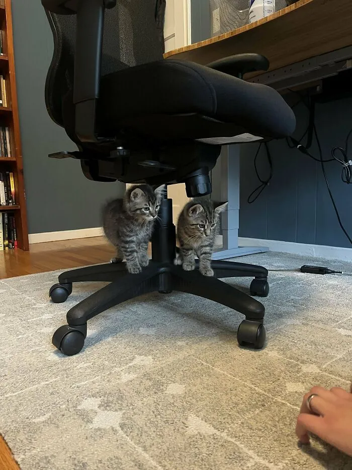 Just Adopted These Wild Boys And Struggling To Name Them. Any Suggestions?