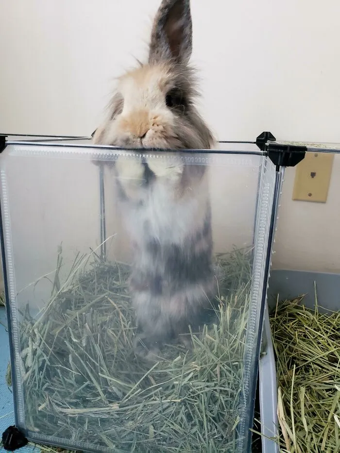 Woke Up To Marlow Stuck In His Hay Feeder