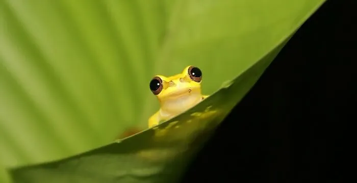 Peruvian Frog Juice