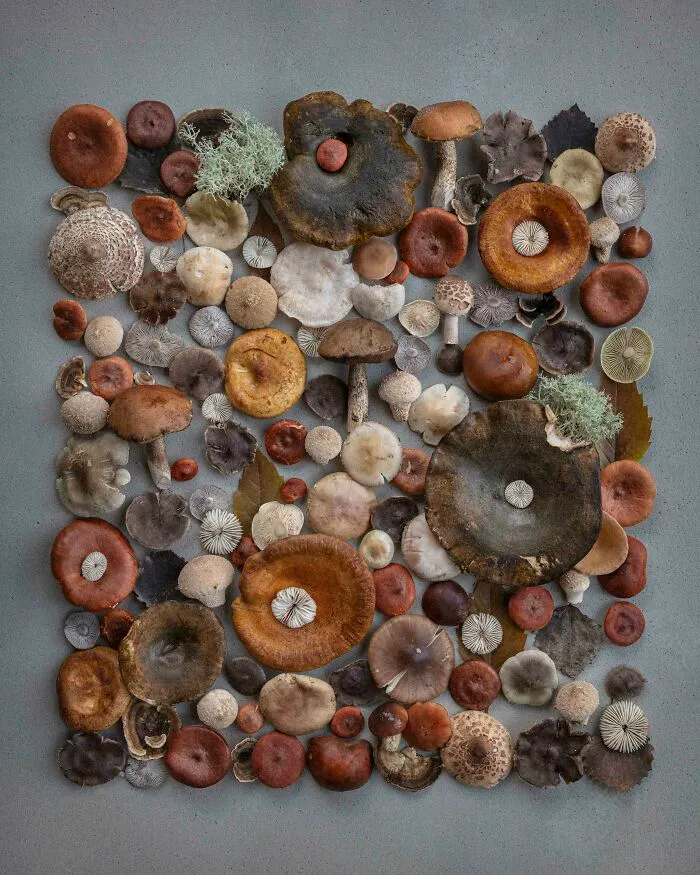 Celebrating Nature's Masterpiece: Stunning Mushroom Flatlays Curated Straight From The Woods By Moritz Schmid