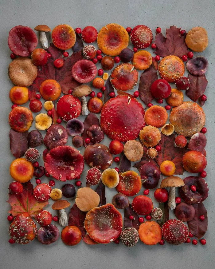 I Create Mushroom Flatlays, And Here Are My 40 Best Photographs Of Them