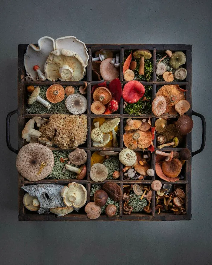 I Create Mushroom Flatlays, And Here Are My 40 Best Photographs Of Them