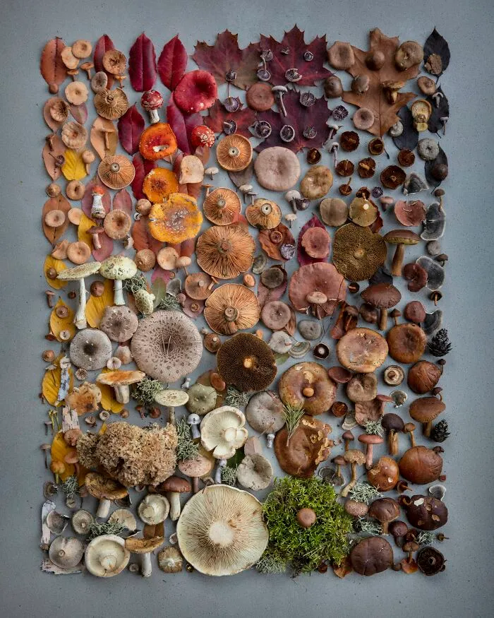 I Create Mushroom Flatlays, And Here Are My 40 Best Photographs Of Them