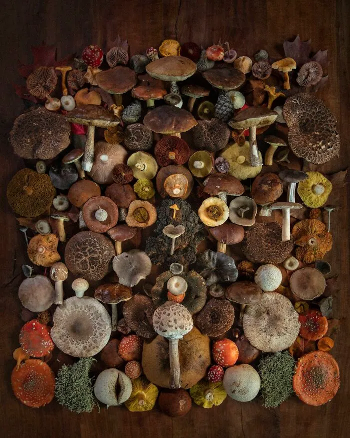 I Create Mushroom Flatlays, And Here Are My 40 Best Photographs Of Them