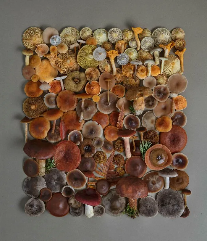 I Create Mushroom Flatlays, And Here Are My 40 Best Photographs Of Them