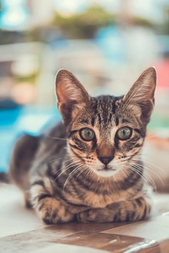 The Diversity Of Stray Cats Living On The Streets In Limassol, Cyprus That I Captured (22 Pics)