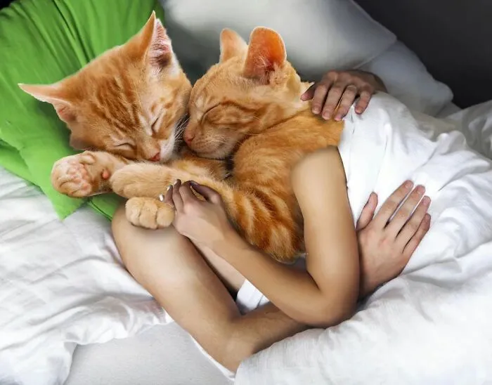 This Artist Creates Peculiar Collages Featuring Cat Photos, And Here Are His 30 Best Works