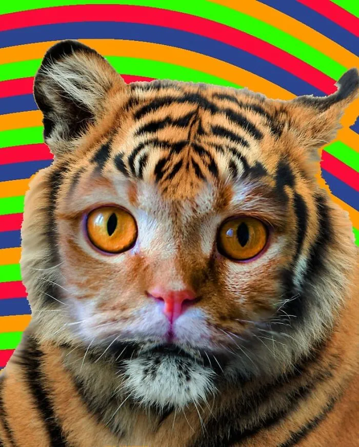 This Artist Creates Peculiar Collages Featuring Cat Photos, And Here Are His 30 Best Works