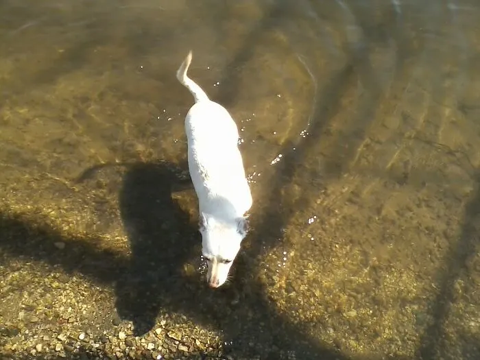 My Dog Cooling Off