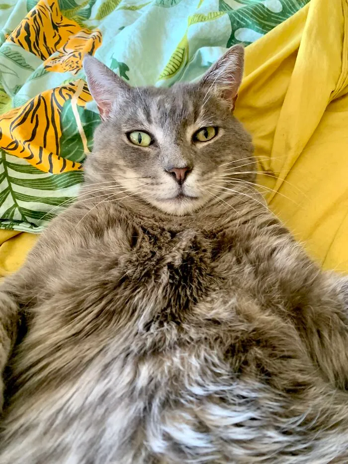 Ralph Reclining