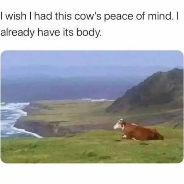 A cow peacefully resting on a grassy cliffside with ocean views, illustrating relatable introvert meme humor.