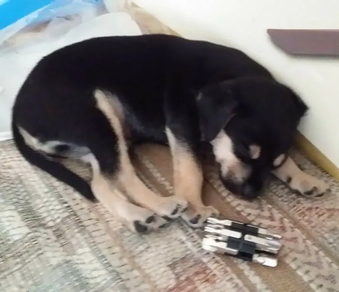 My 1 Month Old Runt Of The Litter, 1 Inch Screwdriver Bits For Scale