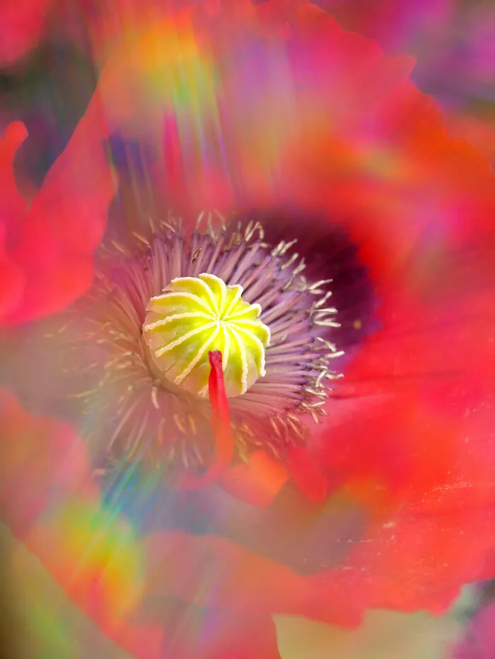 I Create Rainbow-Infused Photography Without The Use Of Photoshop (15 Pics)