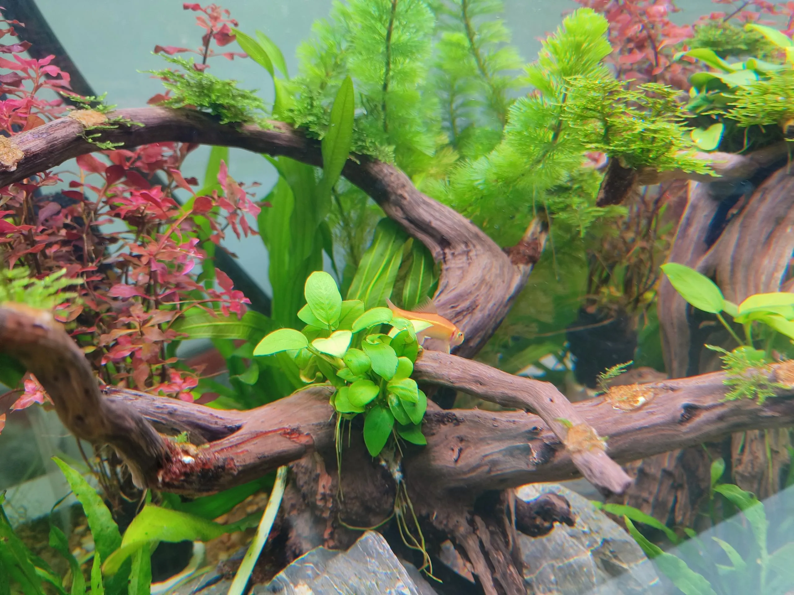 Tips For Setting Up A Mini Aquascaping