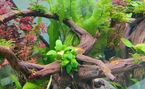 Tips For Setting Up A Mini Aquascaping