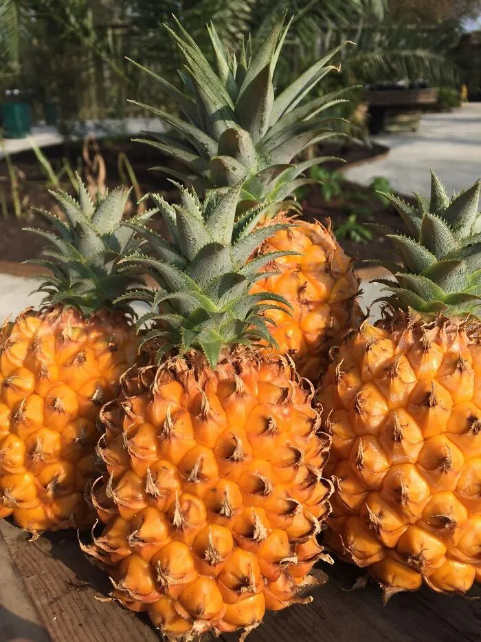 Heligan Pineapple (£1,000 Each)
