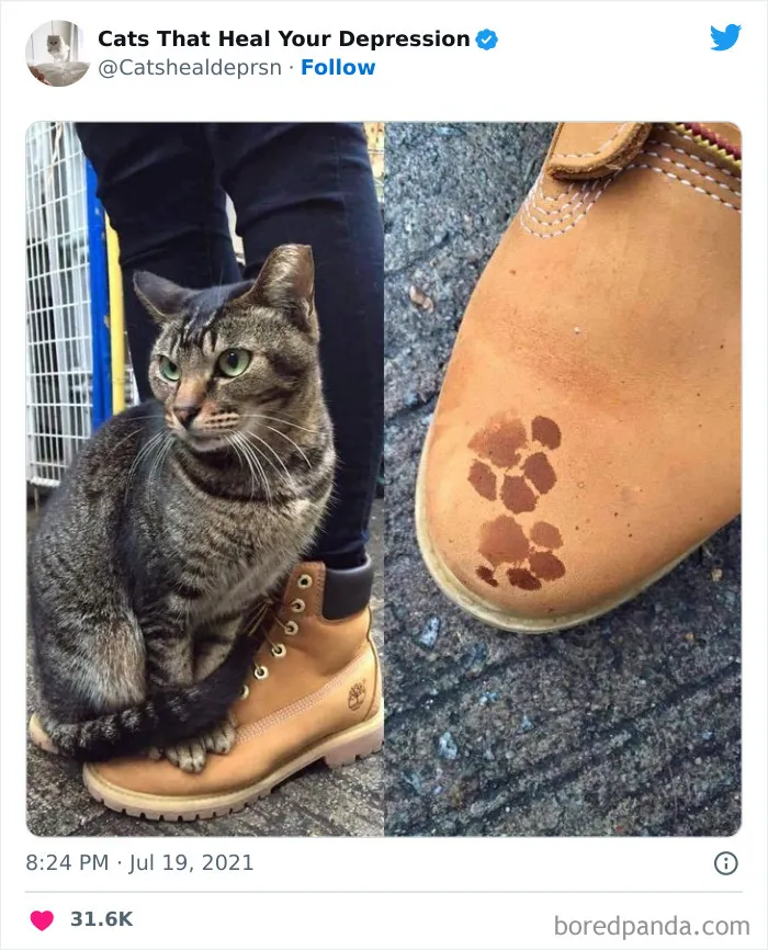 45 Adorables fotos de "gatitos que curan tu depresión", y realmente funcionan