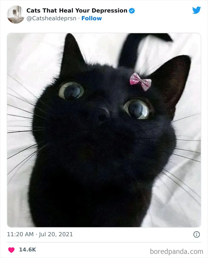 45 Adorables fotos de "gatitos que curan tu depresión", y realmente funcionan