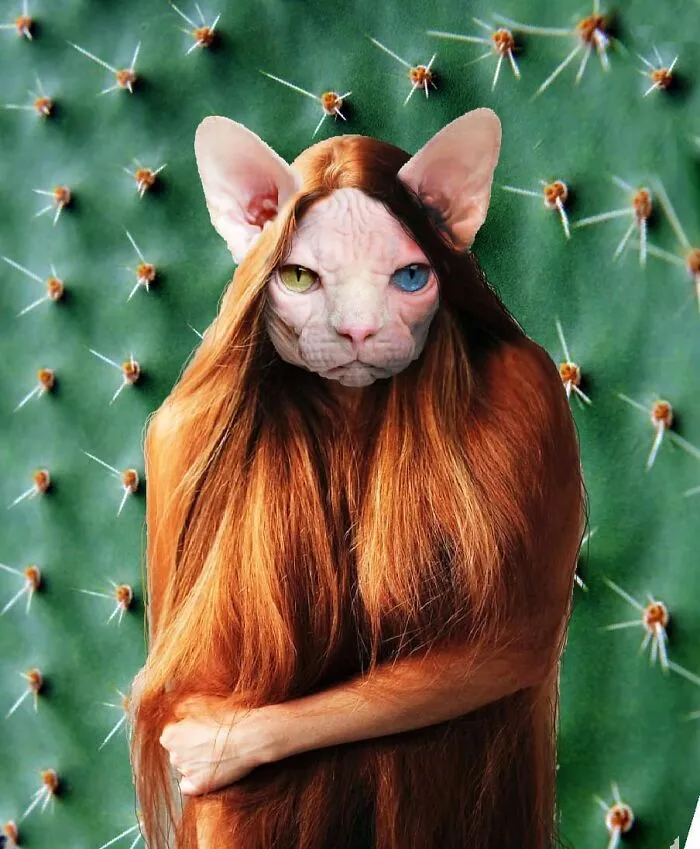 This Artist Creates Peculiar Collages Featuring Cat Photos, And Here Are His 30 Best Works