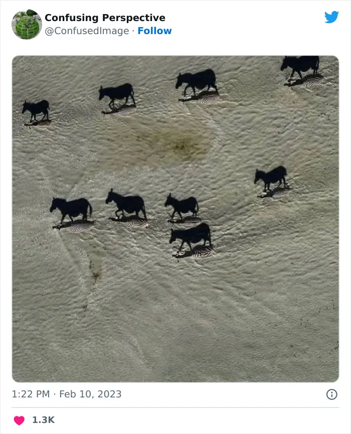 40 Fotos realmente confusas que parecen editadas hasta que las miras dos veces, compartidas por esta cuenta de Twitter