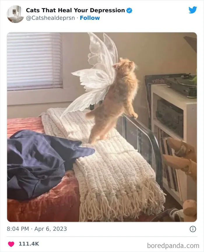 45 Adorables fotos de "gatitos que curan tu depresión", y realmente funcionan