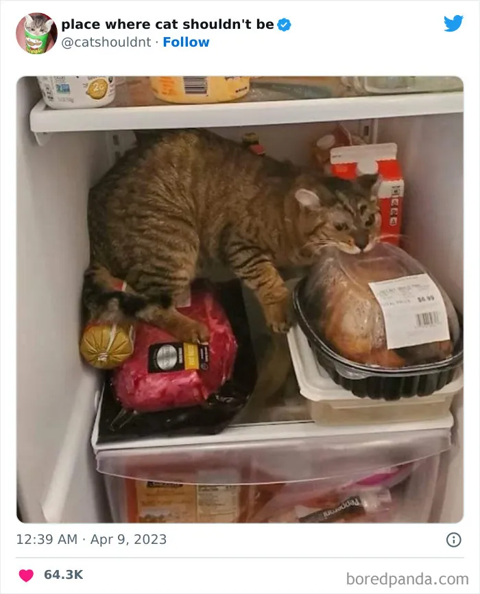 40 Gatos metiéndose en los lugares más extraños e inusuales donde no deberían estar