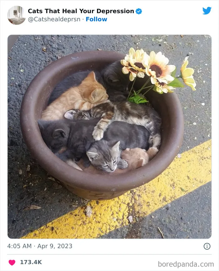 45 Adorables fotos de "gatitos que curan tu depresión", y realmente funcionan