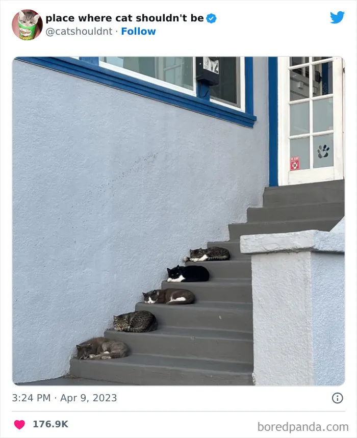 40 Gatos metiéndose en los lugares más extraños e inusuales donde no deberían estar