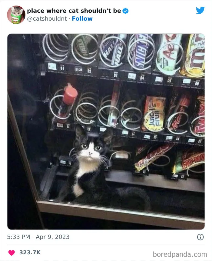 40 Gatos metiéndose en los lugares más extraños e inusuales donde no deberían estar