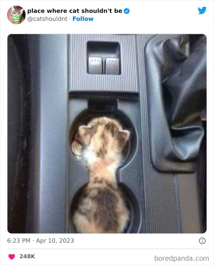 50 Hilarious Photos Of Cats Getting Into Places Where They Probably Shouldn’t Be (New Pics)